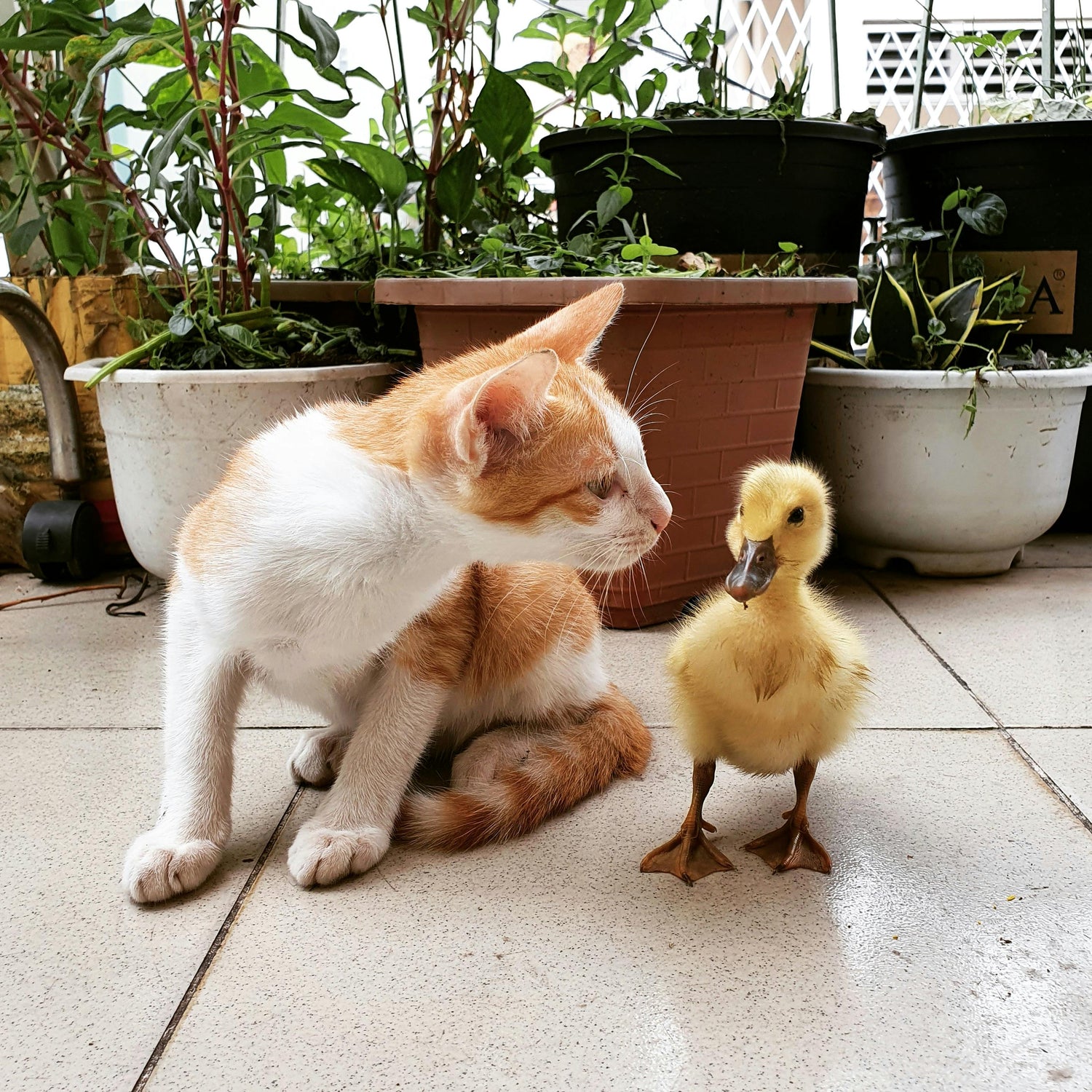Mascotas
